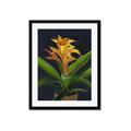Picture of Indoor Plant _GroupedProduct_Rectangle_Portrait_Framed_Matted_