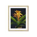 Picture of Indoor Plant _GroupedProduct_Rectangle_Portrait_Framed_Matted_