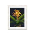 Picture of Indoor Plant _GroupedProduct_Rectangle_Portrait_Framed_Matted_