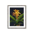 Picture of Indoor Plant _GroupedProduct_Rectangle_Portrait_Framed_Matted_