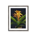 Picture of Indoor Plant _GroupedProduct_Rectangle_Portrait_Framed_Matted_
