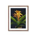 Picture of Indoor Plant _GroupedProduct_Rectangle_Portrait_Framed_Matted_