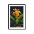 Picture of Indoor Plant _GroupedProduct_Rectangle_Portrait_Framed_Matted_