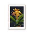 Picture of Indoor Plant _GroupedProduct_Rectangle_Portrait_Framed_Matted_