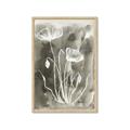 Picture of Brown & White Flower II _GroupedProduct_Rectangle_Portrait_Framed_Matted_