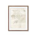 Picture of Transparent Tulip II _GroupedProduct_Rectangle_Portrait_Framed_Matted_