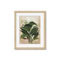Picture of Tropical Greens _GroupedProduct_Rectangle_Portrait_Framed_Matted_
