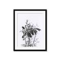 Picture of Black Daisy I _GroupedProduct_Rectangle_Portrait_Framed_Matted_
