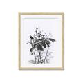 Picture of Black Daisy I _GroupedProduct_Rectangle_Portrait_Framed_Matted_
