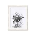 Picture of Black Daisy I _GroupedProduct_Rectangle_Portrait_Framed_Matted_