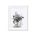 Picture of Black Daisy I _GroupedProduct_Rectangle_Portrait_Framed_Matted_