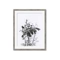Picture of Black Daisy I _GroupedProduct_Rectangle_Portrait_Framed_Matted_