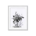 Picture of Black Daisy I _GroupedProduct_Rectangle_Portrait_Framed_Matted_