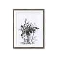 Picture of Black Daisy I _GroupedProduct_Rectangle_Portrait_Framed_Matted_