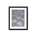 Picture of Daisy Flower _GroupedProduct_Rectangle_Portrait_Framed_Matted_