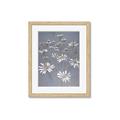 Picture of Daisy Flower _GroupedProduct_Rectangle_Portrait_Framed_Matted_
