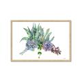 Picture of Succulent Group _GroupedProduct_Rectangle_Landscape_Framed_Matted_