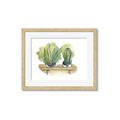 Picture of Splashed Cactus I  _GroupedProduct_Rectangle_Landscape_Framed_Matted_