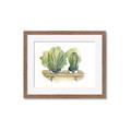 Picture of Splashed Cactus I  _GroupedProduct_Rectangle_Landscape_Framed_Matted_