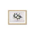 Picture of White Roses _GroupedProduct_Rectangle_Landscape_Framed_Matted_