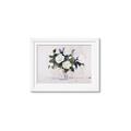 Picture of White Roses _GroupedProduct_Rectangle_Landscape_Framed_Matted_