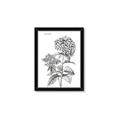 Picture of Hydrangea Sketch  _GroupedProduct_Rectangle_Portrait_Framed_Matted_