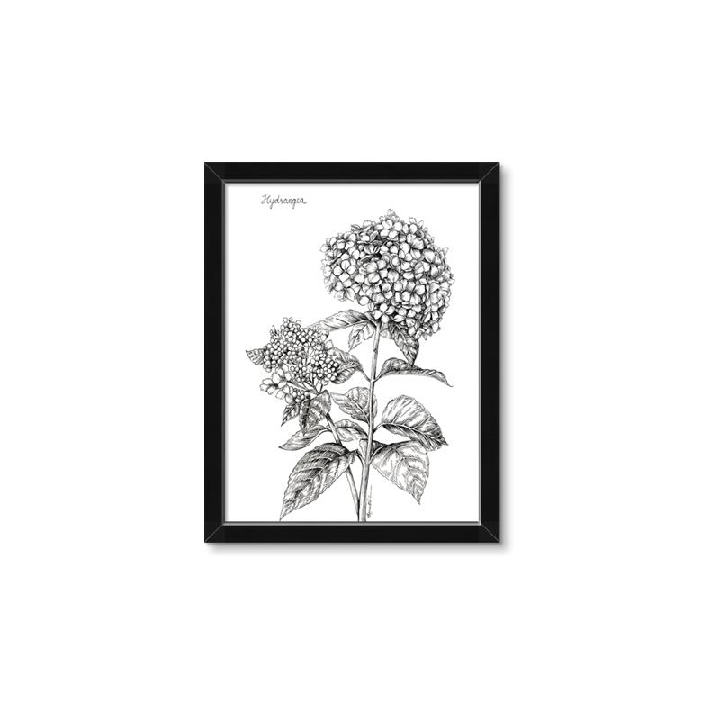 Picture of Hydrangea Sketch  _GroupedProduct_Rectangle_Portrait_Framed_Matted_