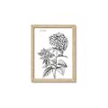 Picture of Hydrangea Sketch  _GroupedProduct_Rectangle_Portrait_Framed_Matted_
