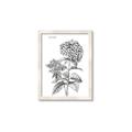 Picture of Hydrangea Sketch  _GroupedProduct_Rectangle_Portrait_Framed_Matted_