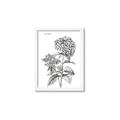 Picture of Hydrangea Sketch  _GroupedProduct_Rectangle_Portrait_Framed_Matted_