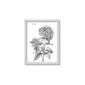 Picture of Hydrangea Sketch  _GroupedProduct_Rectangle_Portrait_Framed_Matted_