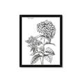 Picture of Hydrangea Sketch  _GroupedProduct_Rectangle_Portrait_Framed_Matted_