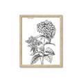 Picture of Hydrangea Sketch  _GroupedProduct_Rectangle_Portrait_Framed_Matted_