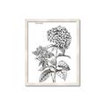 Picture of Hydrangea Sketch  _GroupedProduct_Rectangle_Portrait_Framed_Matted_