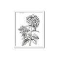 Picture of Hydrangea Sketch  _GroupedProduct_Rectangle_Portrait_Framed_Matted_