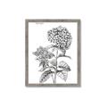 Picture of Hydrangea Sketch  _GroupedProduct_Rectangle_Portrait_Framed_Matted_