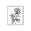 Picture of Hydrangea Sketch  _GroupedProduct_Rectangle_Portrait_Framed_Matted_