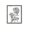 Picture of Hydrangea Sketch  _GroupedProduct_Rectangle_Portrait_Framed_Matted_