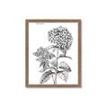 Picture of Hydrangea Sketch  _GroupedProduct_Rectangle_Portrait_Framed_Matted_