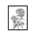 Picture of Hydrangea Sketch  _GroupedProduct_Rectangle_Portrait_Framed_Matted_