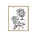 Picture of Hydrangea Sketch  _GroupedProduct_Rectangle_Portrait_Framed_Matted_