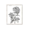 Picture of Hydrangea Sketch  _GroupedProduct_Rectangle_Portrait_Framed_Matted_