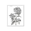 Picture of Hydrangea Sketch  _GroupedProduct_Rectangle_Portrait_Framed_Matted_