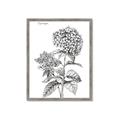Picture of Hydrangea Sketch  _GroupedProduct_Rectangle_Portrait_Framed_Matted_
