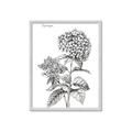 Picture of Hydrangea Sketch  _GroupedProduct_Rectangle_Portrait_Framed_Matted_