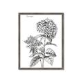 Picture of Hydrangea Sketch  _GroupedProduct_Rectangle_Portrait_Framed_Matted_