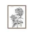 Picture of Hydrangea Sketch  _GroupedProduct_Rectangle_Portrait_Framed_Matted_