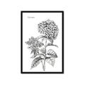 Picture of Hydrangea Sketch  _GroupedProduct_Rectangle_Portrait_Framed_Matted_