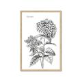 Picture of Hydrangea Sketch  _GroupedProduct_Rectangle_Portrait_Framed_Matted_