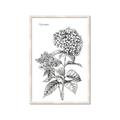 Picture of Hydrangea Sketch  _GroupedProduct_Rectangle_Portrait_Framed_Matted_
